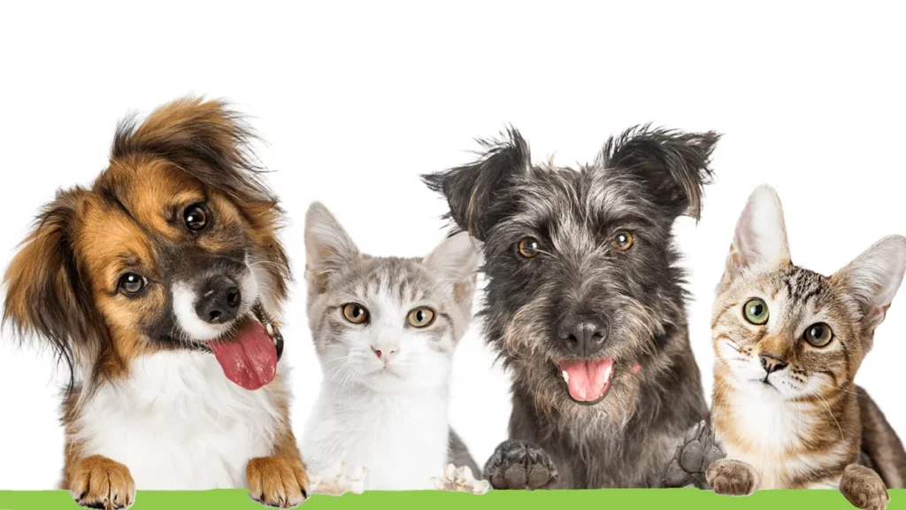 Developing pet food flavors