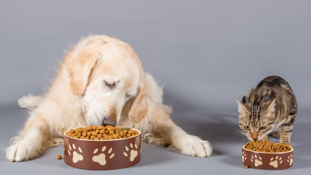 WordPress Dim pet food palatability tests