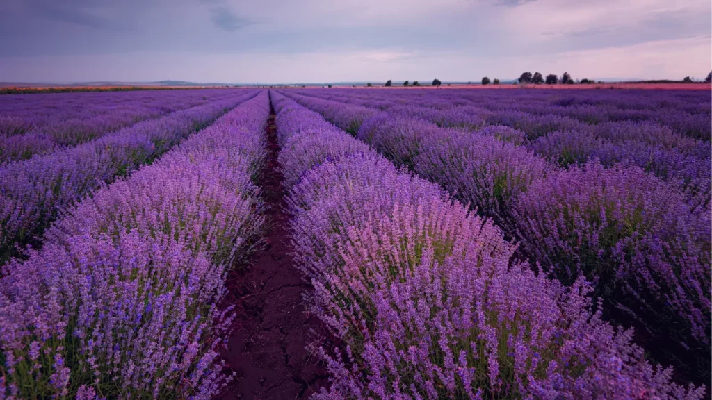 WordPress Dim Lavender