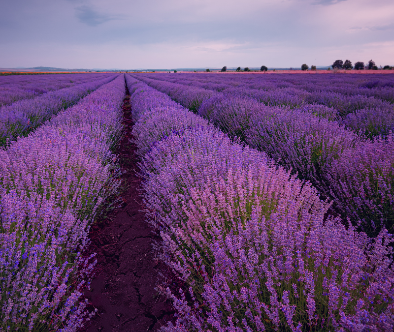 WordPress Dim Lavender