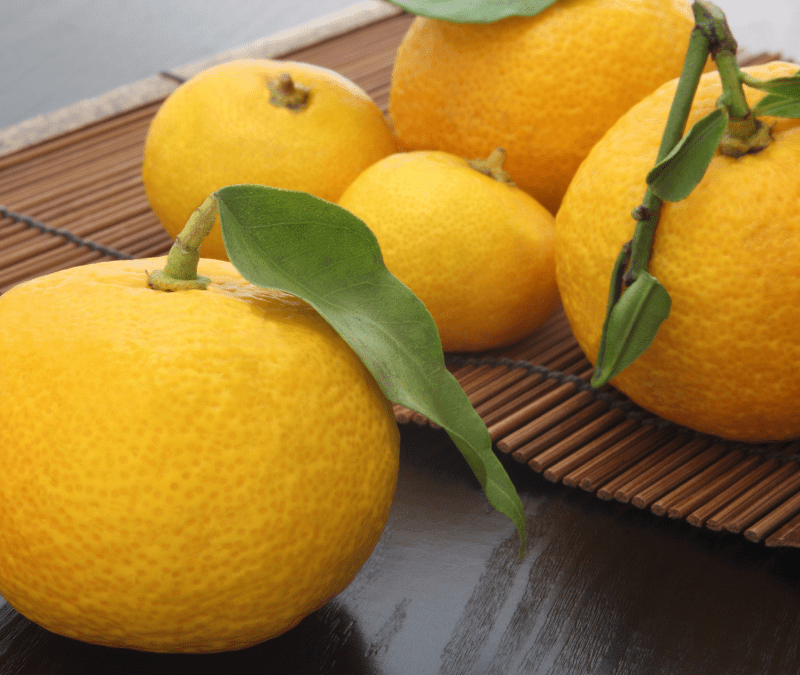 WordPress Dim Yuzu