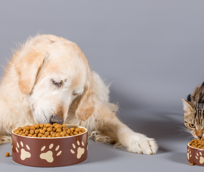 WordPress Dim pet food palatability tests