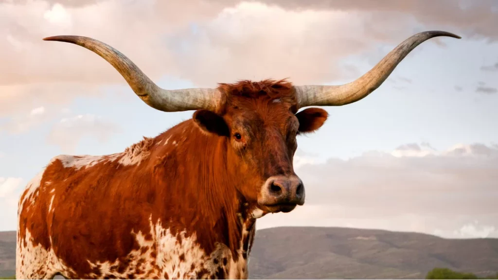 WordPress Dim Longhorn IFT