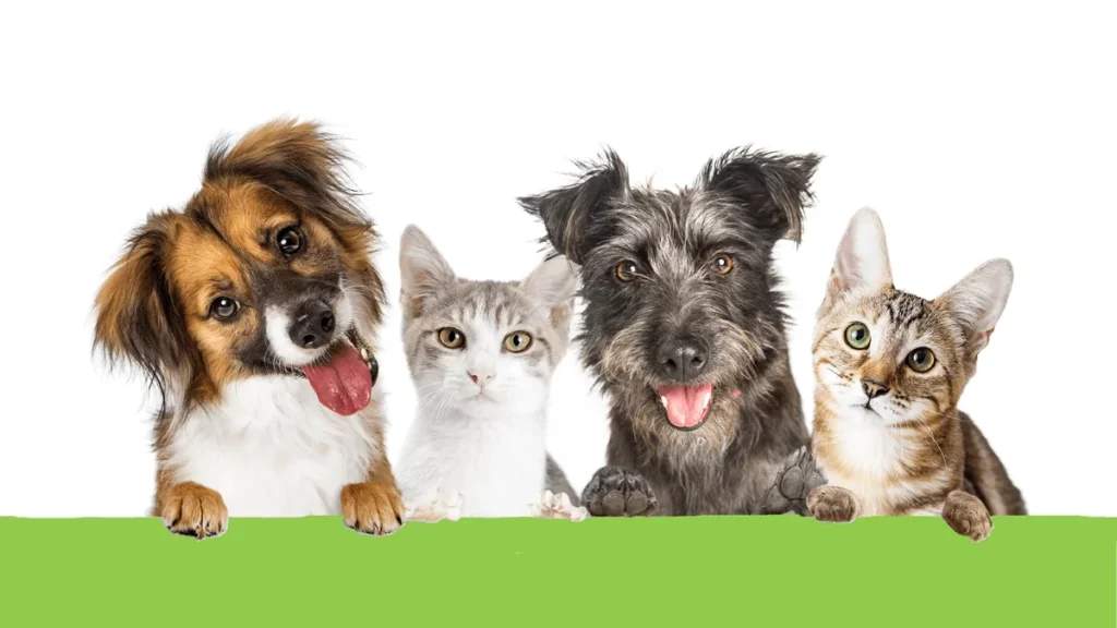 WordPress Dim Pet Food Forum Image