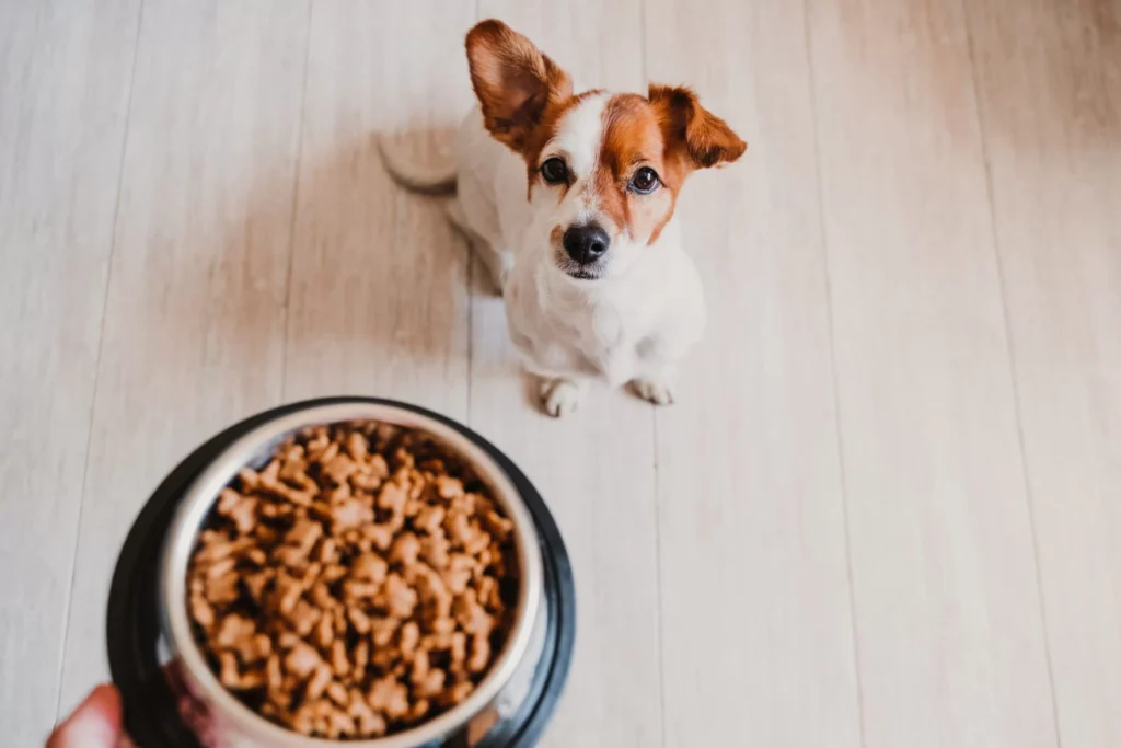 Hot Dog Spotlight on Pet Food Trends