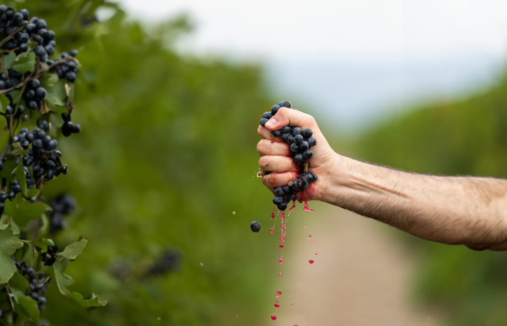 FTNF - from the natural fruit acronyms