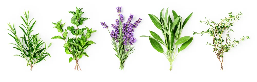 Sustainable Flavor Development img