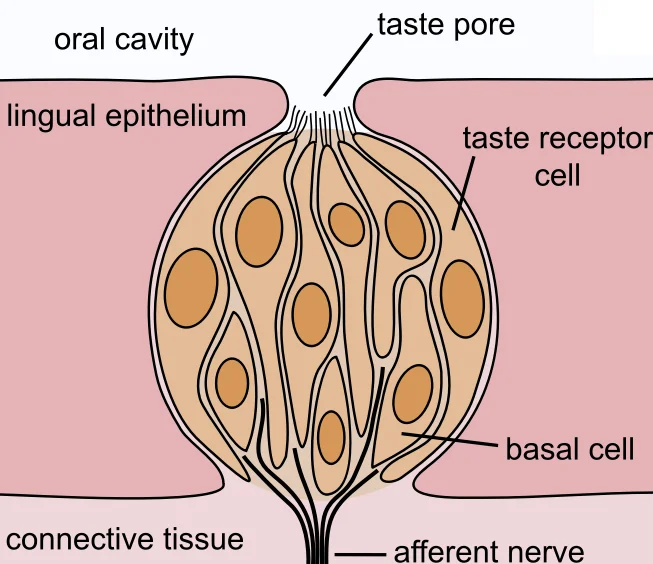 The Five Basic Tastes 2 img