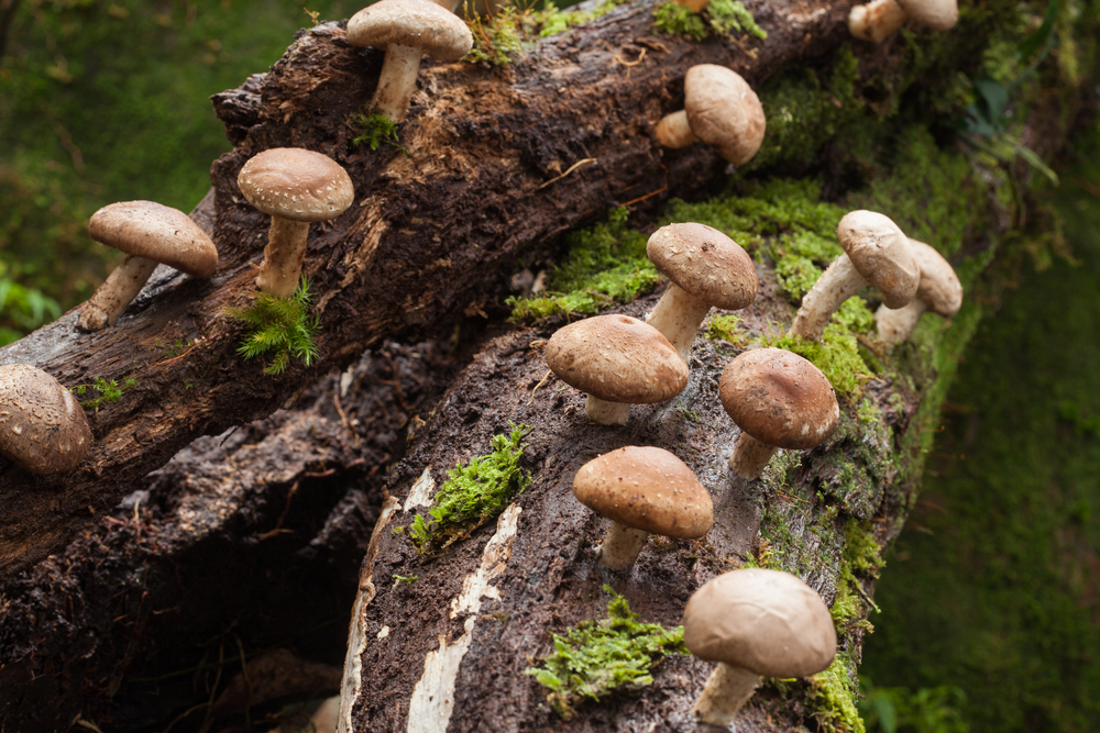  Shiitake mushroom growing on trees 