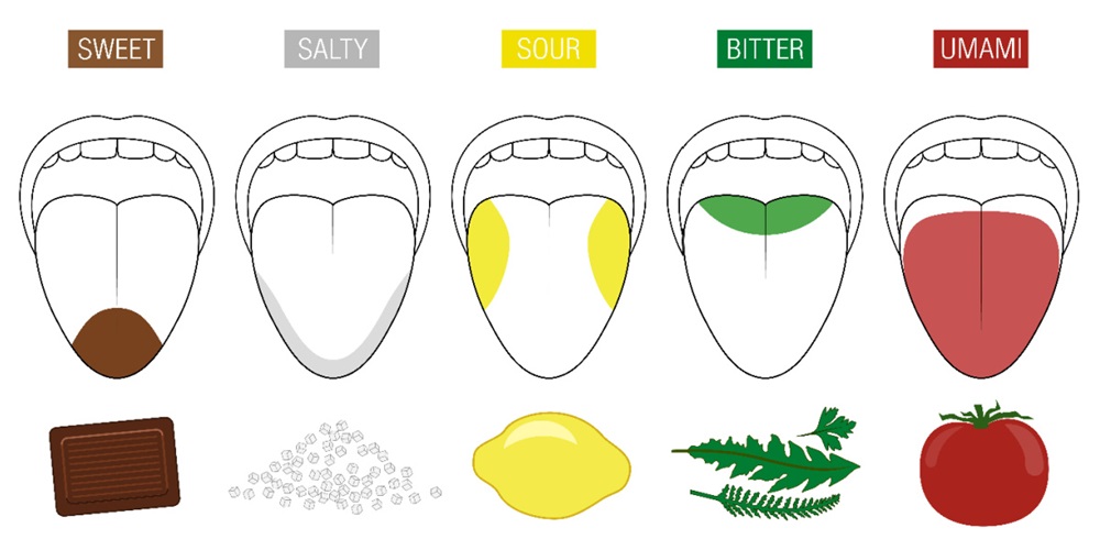 The 5 basic tastes including umami