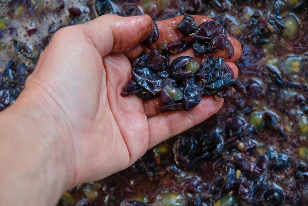 Grape pomace
