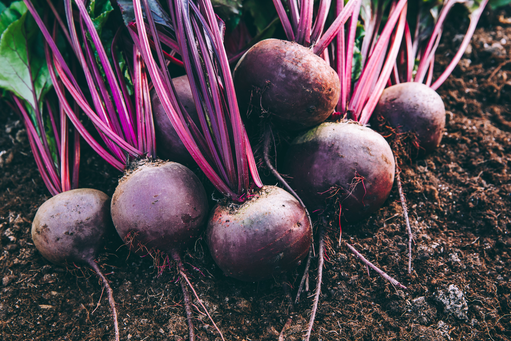 Harvest fresh organic beet