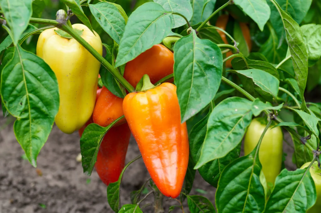 Trends Shaped by the Psychology of Flavor img
