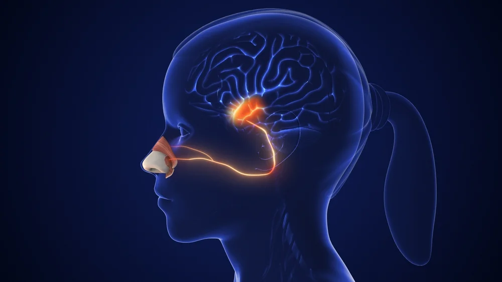 What is Flavor—and Why Psychology Matters img