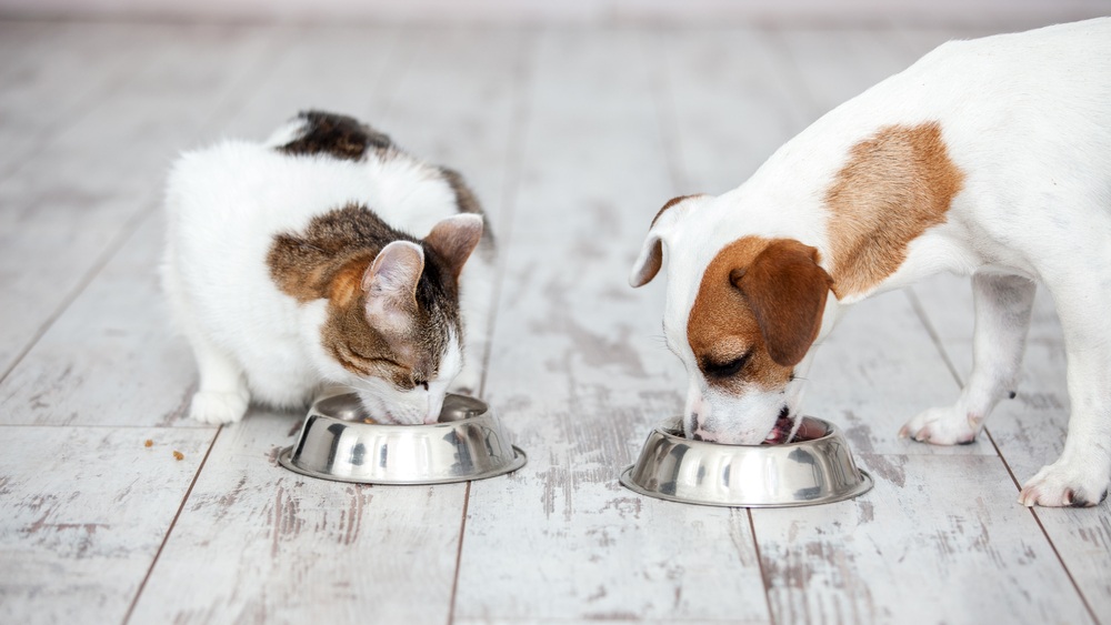 Dog and cat eating organic pet food from bowls