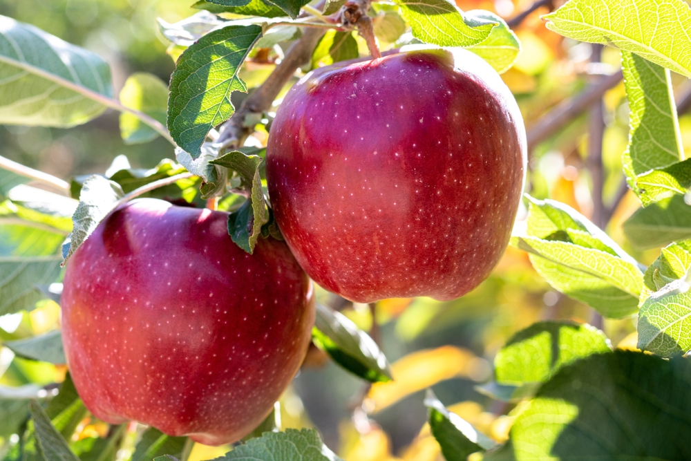 Fresh natural organic ripe Red Heirloom Delicious organic apples