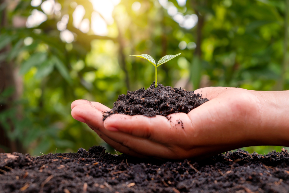 Hand holding a plant in nutrient-rich soil