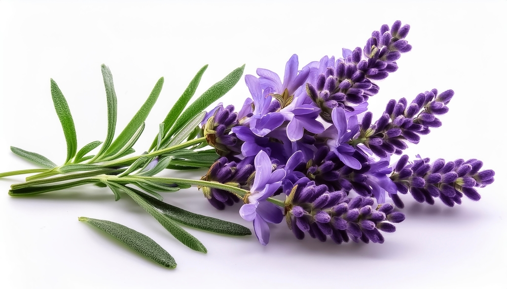 Lavender sprig with purple flowers and green leaves