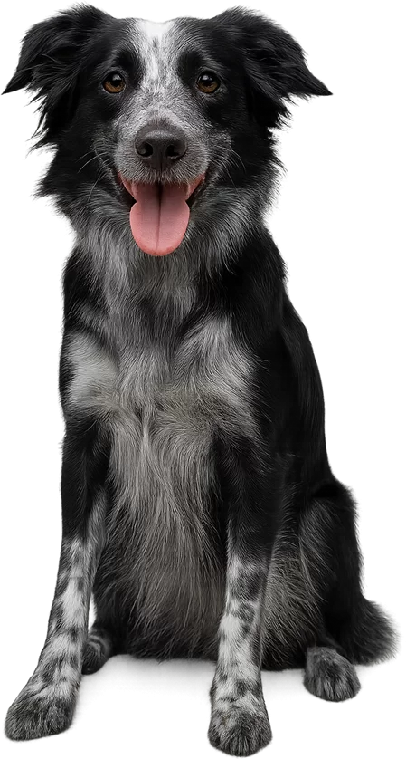 Pet Food QA