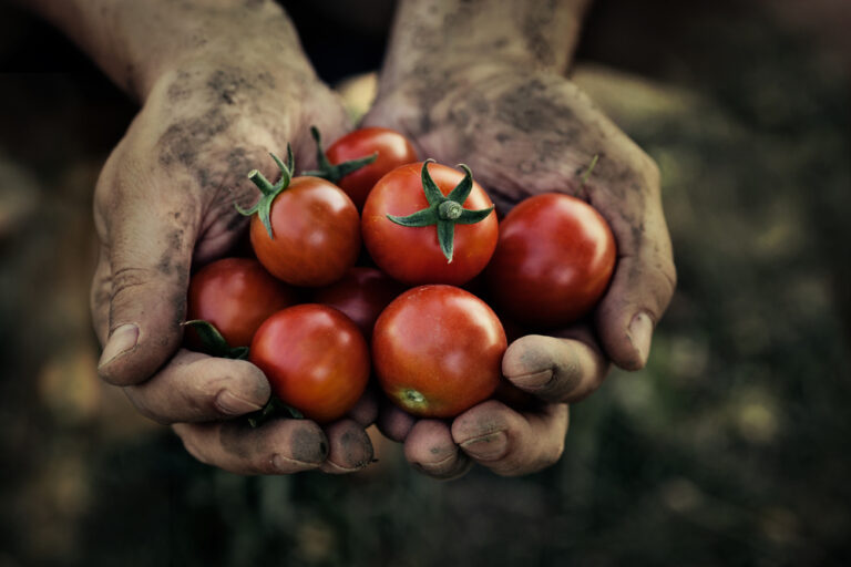 Sustainable sourcing -Tomato harvest. Farmers hands with freshly harvested tomatoes