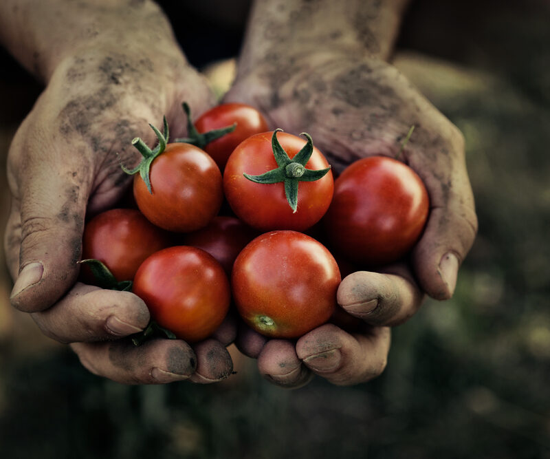 Sustainable sourcing -Tomato harvest. Farmers hands with freshly harvested tomatoes