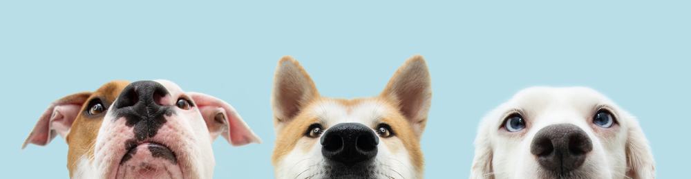Three dogs exitedly waiting for their food