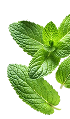 left background leaf