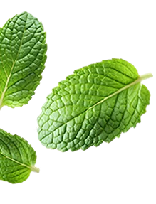 right background leaf